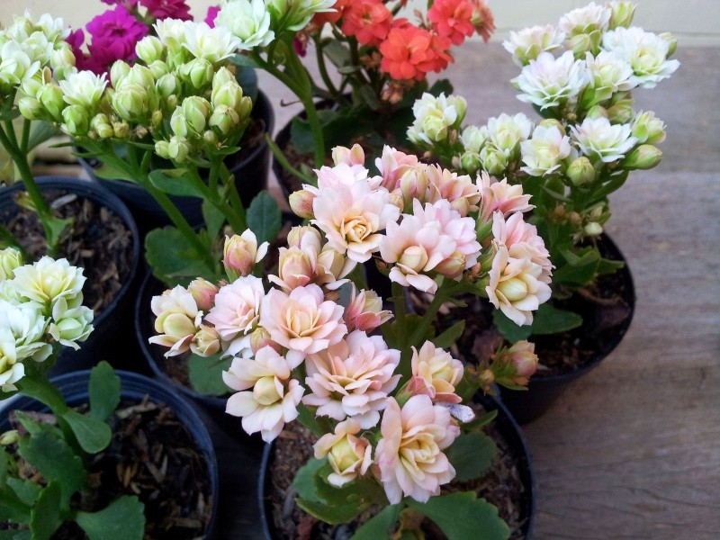 jak dbać o kalanchoe