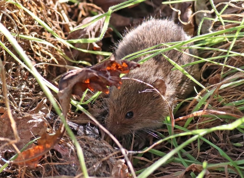 śledź na kreta, nornicę i karczownika