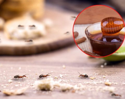 Mrówki pchają się do mieszkania? Oto domowy, niezawodny arsenał do walki z mrówkami