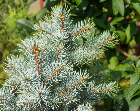 Świerk biały (Picea alba)