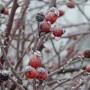 Leśne klimaty, WINTER ART ...