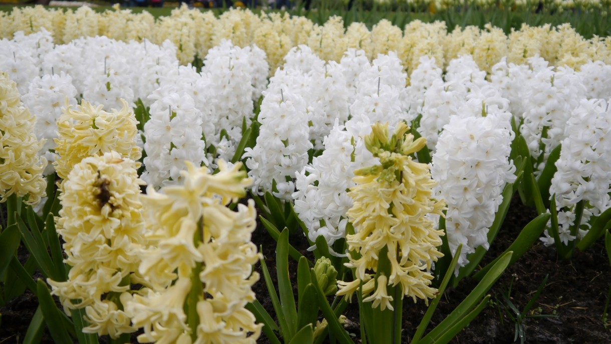 Pozostałe, Keukenhof - ....