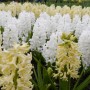 Pozostałe, Keukenhof - ....