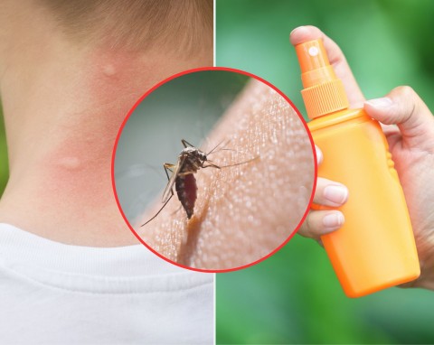 Jak odstraszyć komary z domu i ogrodu? Sprawdzone sposoby na komary