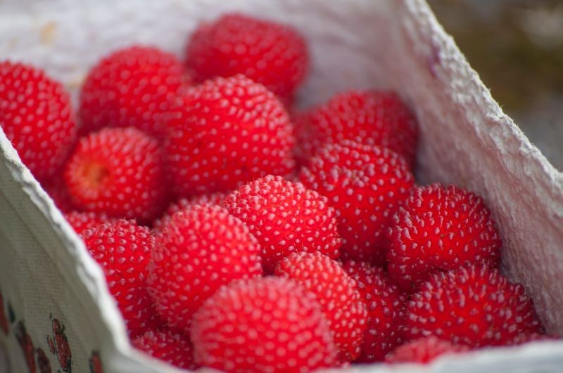 Malinotruskawki są słodkie z kwaskowatą nutą.