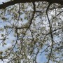 Pozostałe, Czas na majówkę ..........i..........czas na magnolie .......... - ..........i  niesamowite kwiaty magnolii..............