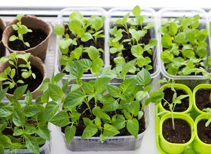 superodżywka do sadzonek 