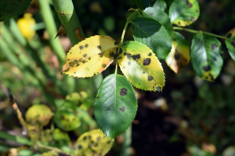 Czarna plamistość róż jest łatwa w rozpoznaniu, ale bardzo trudna w zwalczeniu. Na szczęście można jej zapobiegać.