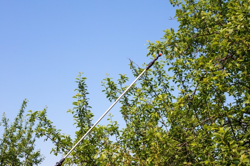 jesienny oprysk drzew owocowych mocznikiem