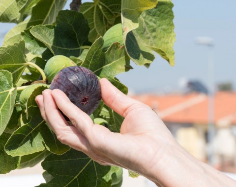 Zimowanie drzewa figowego. Pamiętaj o 4 zasadach, a przetrwa mrozy i będzie dobrze owocować