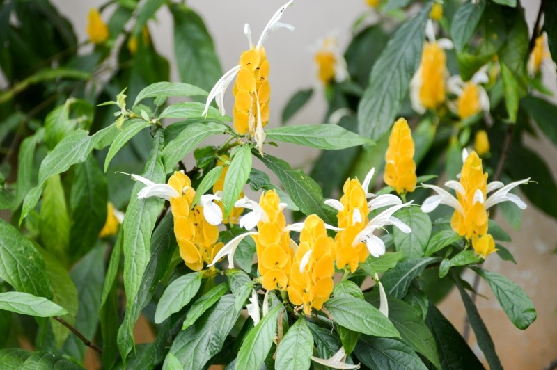pachystachys lutea
