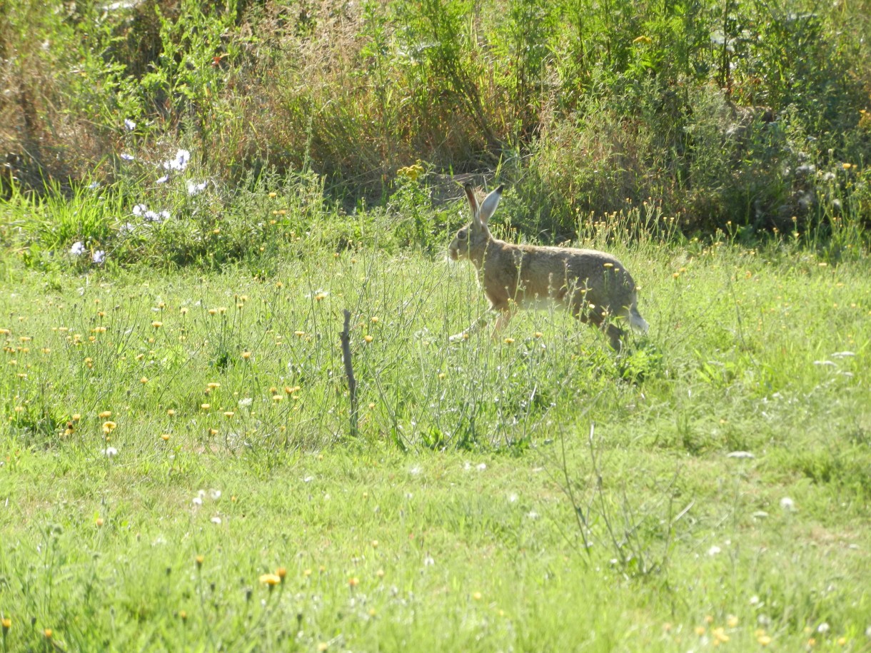 Rośliny, Pomysl na rabate