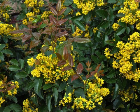 Jeden z niewielu krzewów kwitnących w pełnym cieniu. Mahonia pospolita – uprawa i pielęgnacja