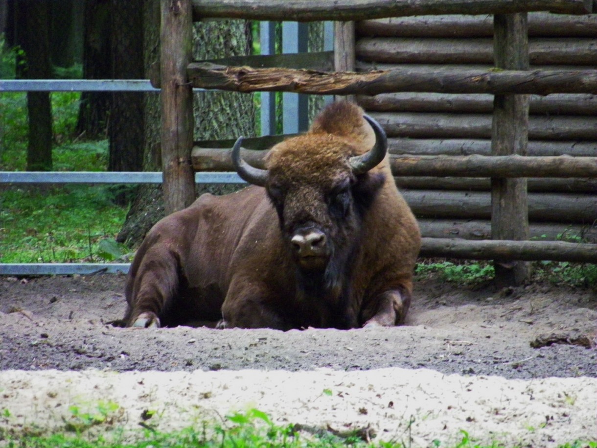 Pozostałe, Arboretum w Gołuchowie - Park i zabudowania cz 1 - Gołuchów  Zagroda dla zwierząt 