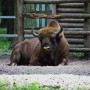 Pozostałe, Arboretum w Gołuchowie - Park i zabudowania cz 1 - Gołuchów  Zagroda dla zwierząt 