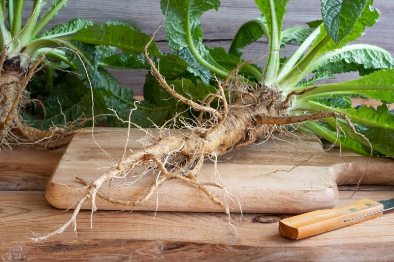 jakie właściwości ma szczeć