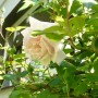 Pozostałe, Czerwcowe kwiaty ...........jaśmin........... - ...............i róża w ogrodzie...........