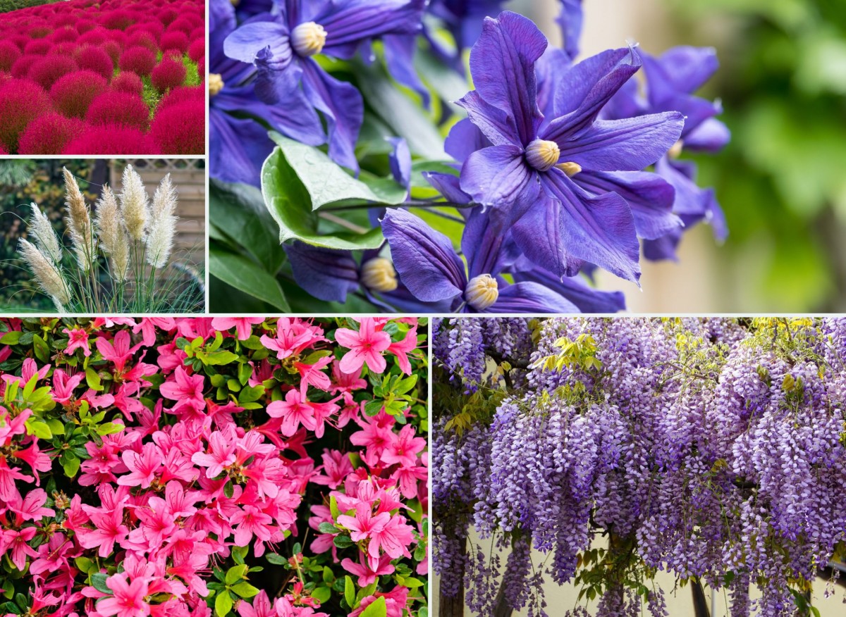 10 roślin do ogrodu