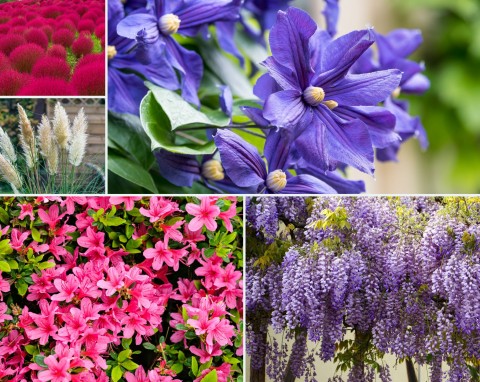 Nie sposób oderwać od nich wzroku! Oto TOP 10 pięknych roślin, które ozdobią twój ogród
