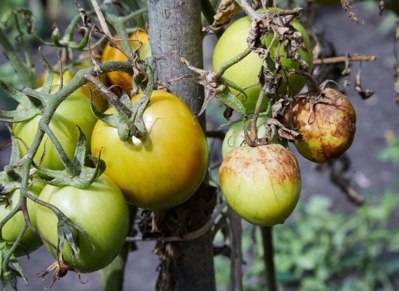 Zaraza ziemniaczana to największy wróg pomidorów.