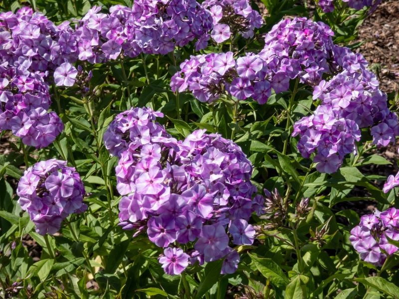 Dzielenie bylin takich jak floks wiechowaty nie jest trudnym zadaniem.