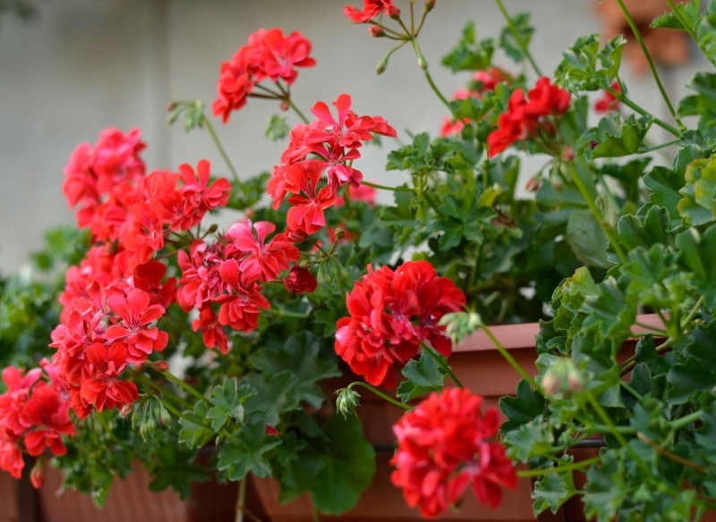 uszczykiwanie pelargonii