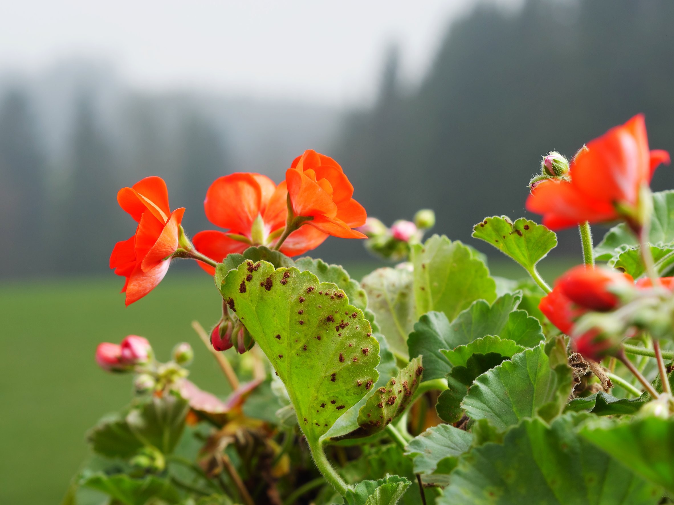 Plamistość liści pelargonii