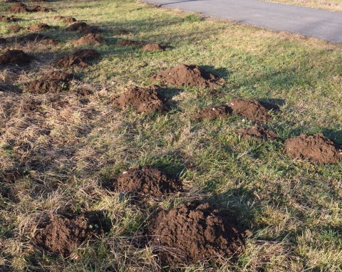 Ziemię z kretowiska można wykorzystać w ogrodzie. Wystarczy ją nieco wzbogacić