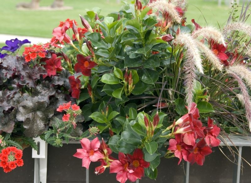 Sundaville pięknie się rozkrzewią, jeśli je odpowiednio przytniemy.