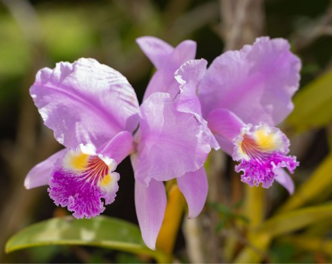 Katleja (Cattleya)