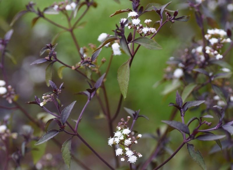 Sadziec pomaraszczony 'Chocolate'.