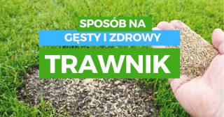 Sposób na gęsty i zdrowy trawnik