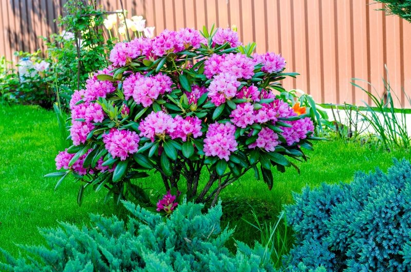 Rododendrony to wymagające rośliny, które kwitną tylko w kwaśnej glebie.