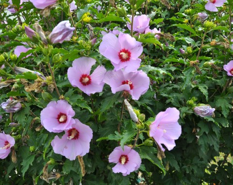 Hibiskusy ogrodowe będą kwitły bajkowo. Jak formować ketmię syryjską na drzewko?