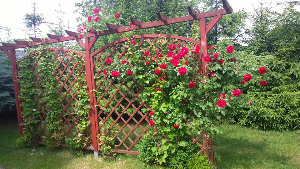 Rośliny, Czerwcowy ogród - pergola z różami i klematisami