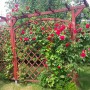 Rośliny, Czerwcowy ogród - pergola z różami i klematisami