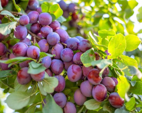 Organiczny nawóz na lepsze owocowanie. Rozsyp lub zakop pod krzewami i drzewami