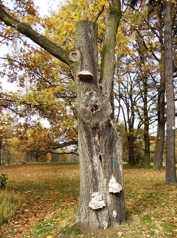 Pozostałe, PARK w ŚWIERKLAŃCU