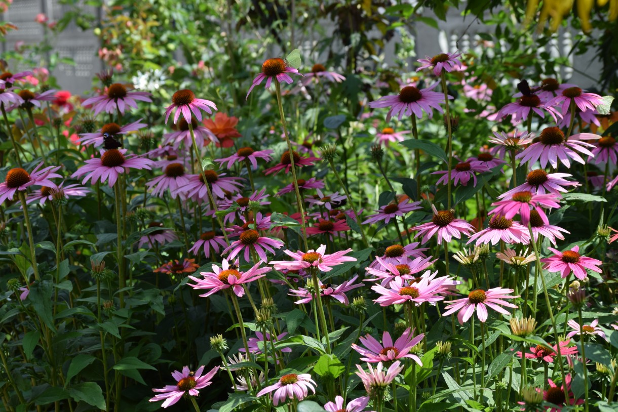 Rośliny, ECHINACEA...