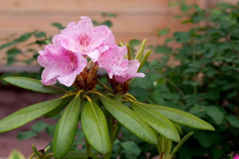 Rododendrony przycinamy po kwitnieniu.