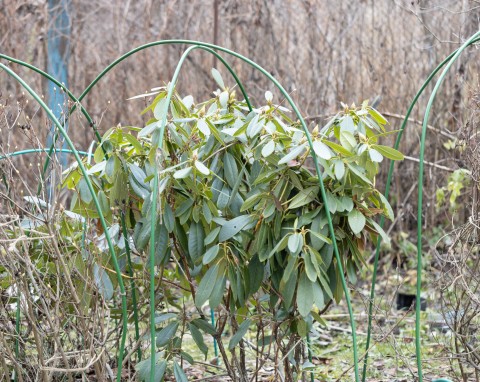 Ogrodnicy chętnie stosują do ściółkowania na zimę. Chroni rośliny, dba o glebę i tłumi chwasty
