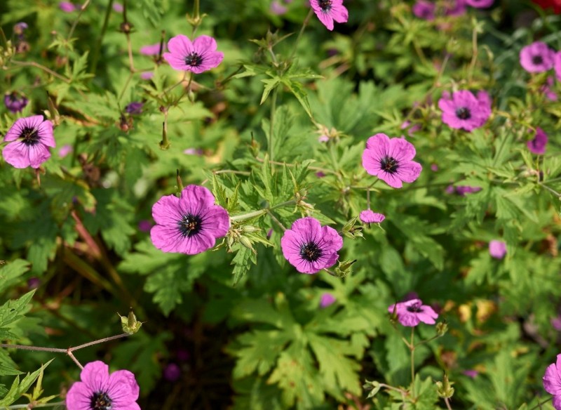 kwiaty długo kwitnące