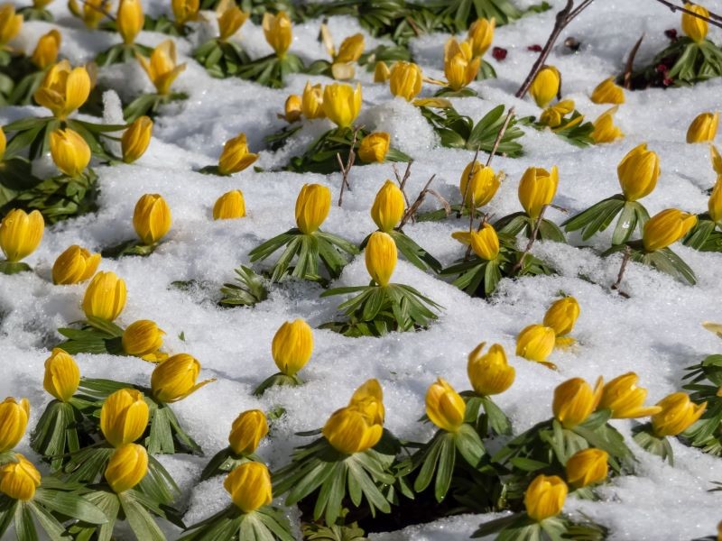 Ranniki zimowe wyłaniają się spod śniegu.