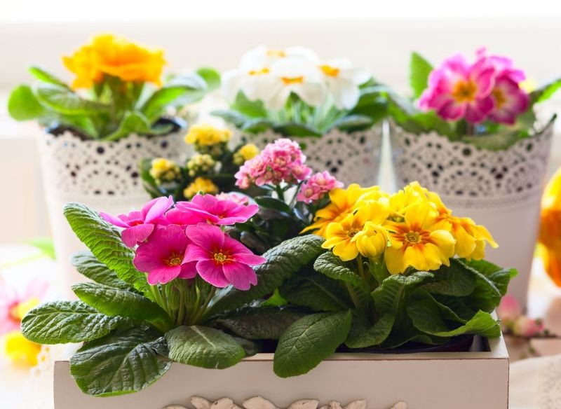 Właściwe podlewanie jest sekretem udanej uprawy prymulek.