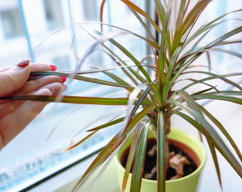 Dlaczego dracena gubi liście? W zimie ta roślina wymaga szczególnej troski