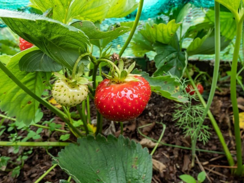 Truskawki będą lepiej owocować, jeśli glebę użyźnimy kompostem.