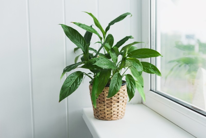 dlaczego skrzydłokwiat nie chce kwitnąć