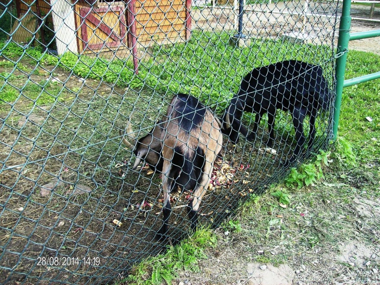 Pozostałe, DOLOMITY - SPORTOWA  DOLINA  LATEM  – BYTOM - MINI  ZOO