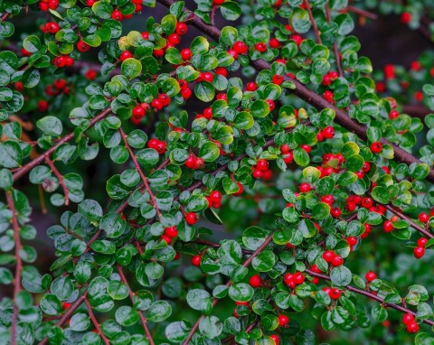 Irga pozioma (Cotoneaster horizontalis)