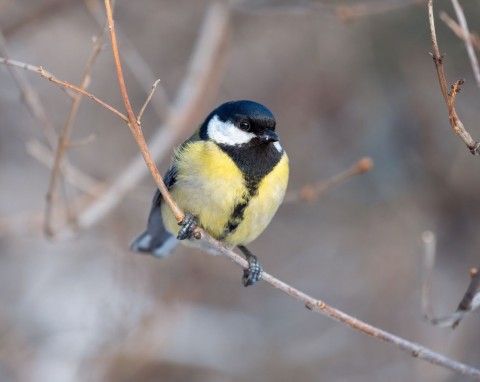 Czy powinno się dokarmiać ptaki przez całą zimę? Zasady, wyjątki i najlepsze praktyki zimowego dokarmiania